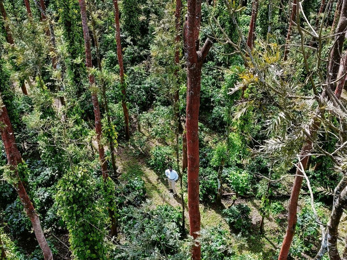 Coffee Grove Resort Chikmagalūr Eksteriør billede